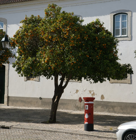 an orange tree in front of a white building